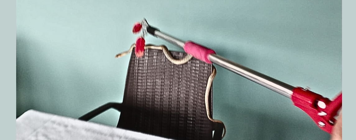 Engelsiz Yaşam Merkezi’ne giren yılan, doğaya salındı