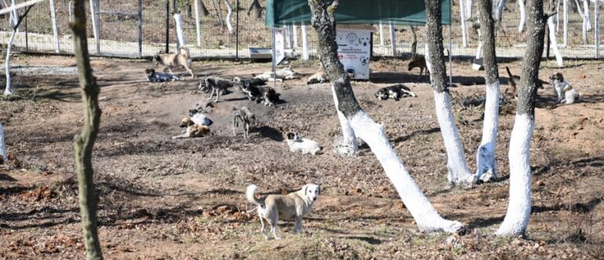 Keşan Sokak Hayvanları Bakımevi’ne, 50 bin metrekare doğal yaşam alanı eklenecek