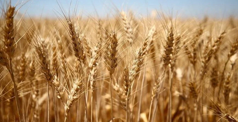 Buğday 9.25, arpa 7.5 TL