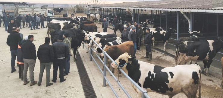 Şap hastalığı nedeniyle tüm Türkiye’de hayvan pazarları kapatıldı