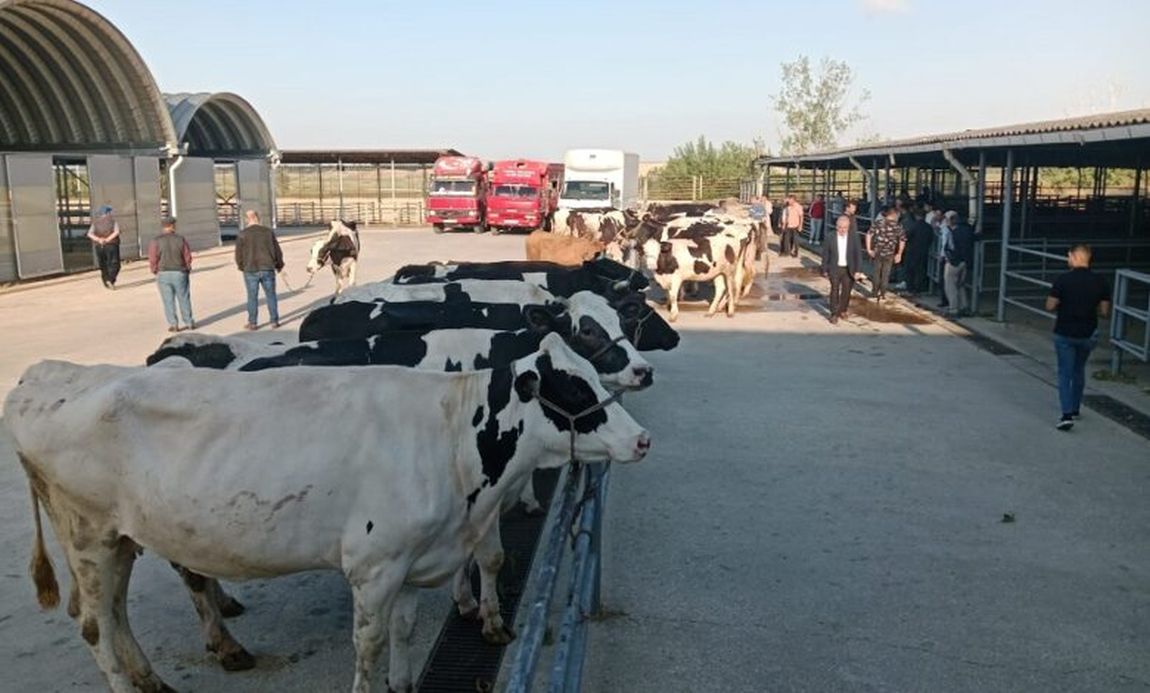 Keşan Büyükbaş Canlı Hayvan Pazarı açıldı