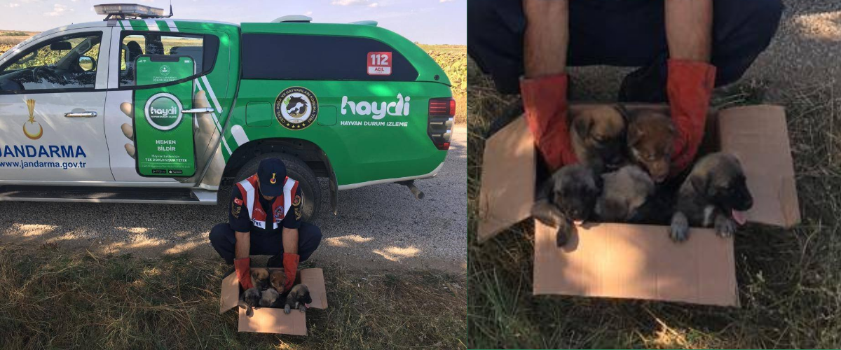 Hayvan Durum İzleme (Haydi) Ekibi, terkedilmiş köpek yavruları buldu
