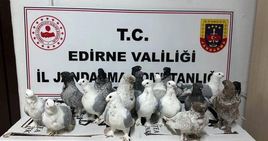 Jandarma KOM’dan kaçak hayvan operasyonu  