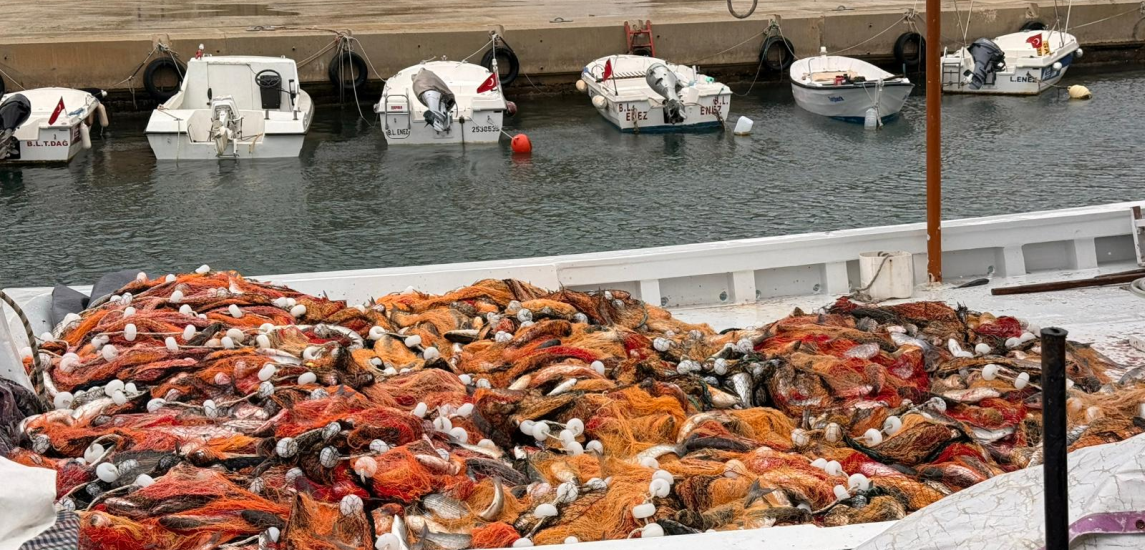 Saros Körfezi'nde kara kefal bereketi