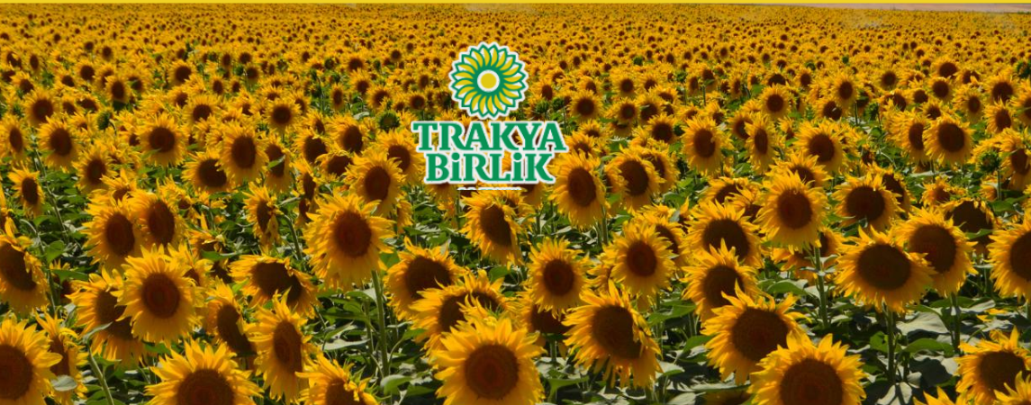 Trakya Birlik’in ayçiçeği ön alım fiyatı 20 TL/Kg